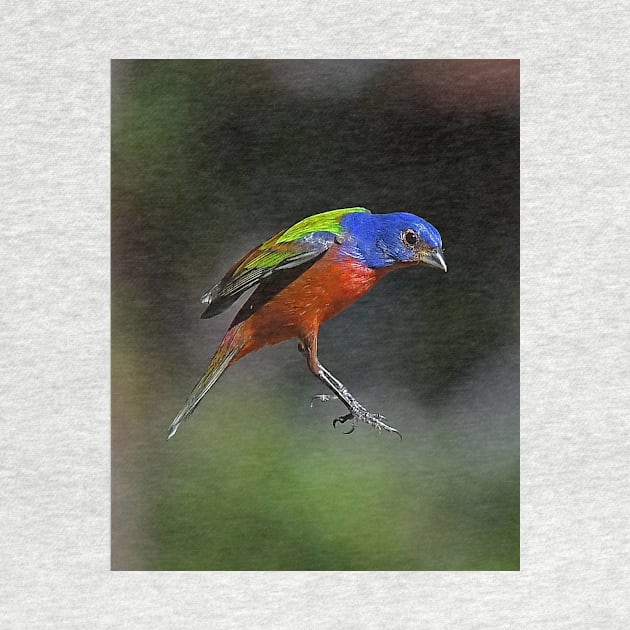 Painted Bunting Bird in Suspension by candiscamera